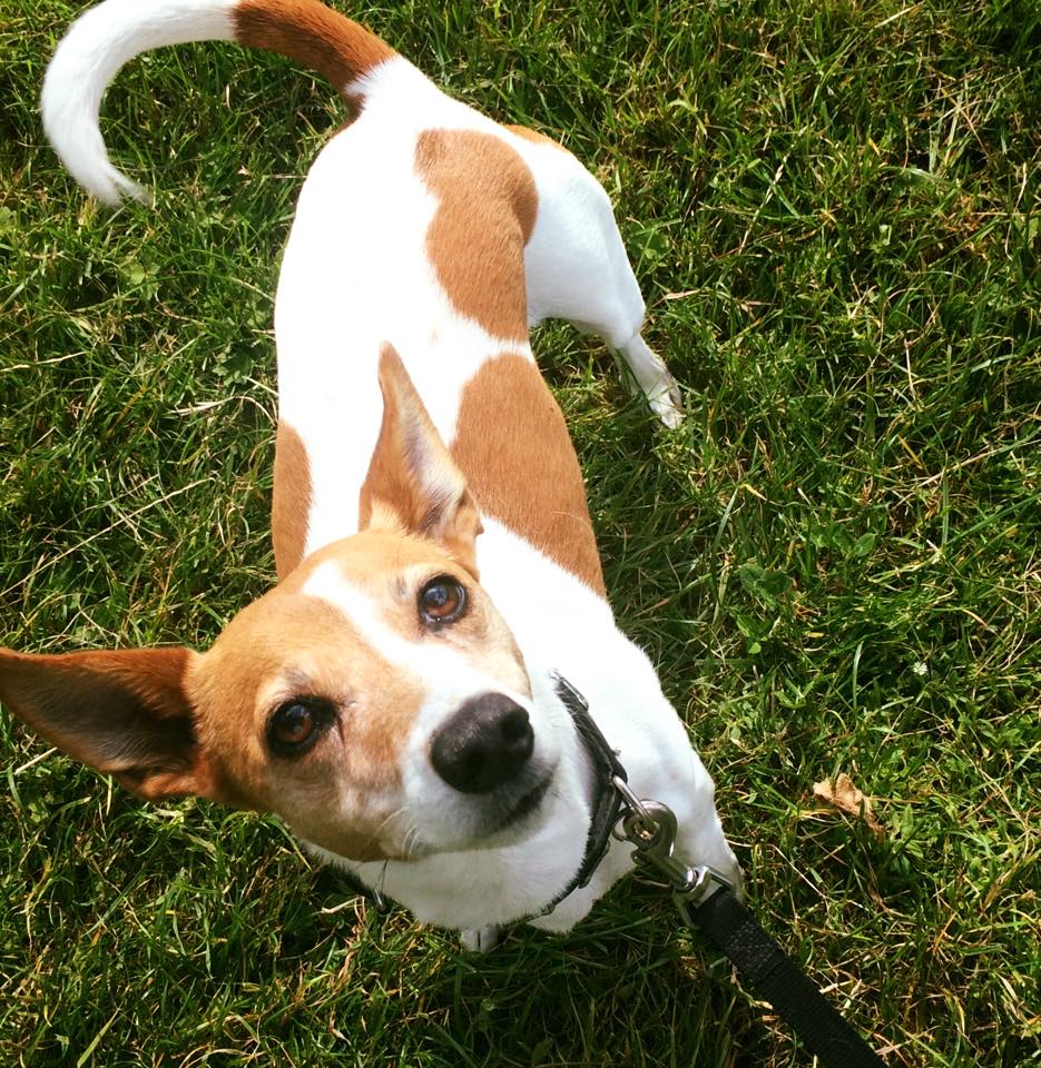 Dog looking up at camera